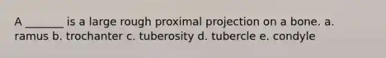 A _______ is a large rough proximal projection on a bone. a. ramus b. trochanter c. tuberosity d. tubercle e. condyle