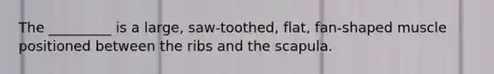 The _________ is a large, saw-toothed, flat, fan-shaped muscle positioned between the ribs and the scapula.