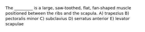 The _________ is a large, saw-toothed, flat, fan-shaped muscle positioned between the ribs and the scapula. A) trapezius B) pectoralis minor C) subclavius D) serratus anterior E) levator scapulae