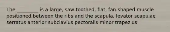 The _________ is a large, saw-toothed, flat, fan-shaped muscle positioned between the ribs and the scapula. levator scapulae serratus anterior subclavius pectoralis minor trapezius