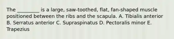 The _________ is a large, saw-toothed, flat, fan-shaped muscle positioned between the ribs and the scapula. A. Tibialis anterior B. Serratus anterior C. Supraspinatus D. Pectoralis minor E. Trapezius