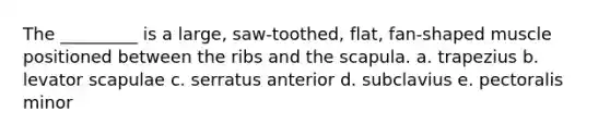 The _________ is a large, saw-toothed, flat, fan-shaped muscle positioned between the ribs and the scapula. a. trapezius b. levator scapulae c. serratus anterior d. subclavius e. pectoralis minor