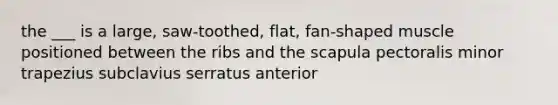 the ___ is a large, saw-toothed, flat, fan-shaped muscle positioned between the ribs and the scapula pectoralis minor trapezius subclavius serratus anterior