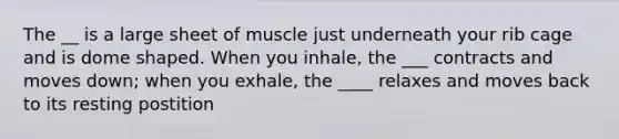 The __ is a large sheet of muscle just underneath your rib cage and is dome shaped. When you inhale, the ___ contracts and moves down; when you exhale, the ____ relaxes and moves back to its resting postition