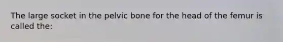 The large socket in the pelvic bone for the head of the femur is called the: