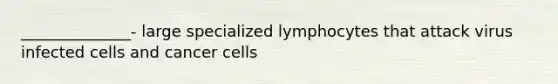 ______________- large specialized lymphocytes that attack virus infected cells and cancer cells