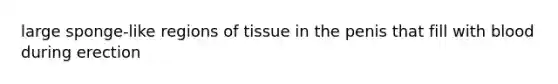 large sponge-like regions of tissue in the penis that fill with blood during erection