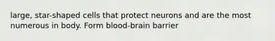 large, star-shaped cells that protect neurons and are the most numerous in body. Form blood-brain barrier