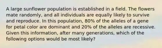 A large sunflower population is established in a field. The flowers mate randomly, and all individuals are equally likely to survive and reproduce. In this population, 80% of the alleles of a gene for petal color are dominant and 20% of the alleles are recessive. Given this information, after many generations, which of the following options would be most likely?