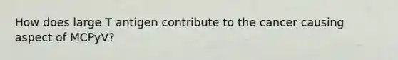 How does large T antigen contribute to the cancer causing aspect of MCPyV?