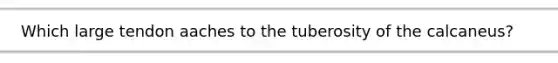 Which large tendon aaches to the tuberosity of the calcaneus?