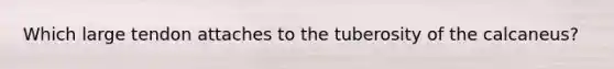 Which large tendon attaches to the tuberosity of the calcaneus?