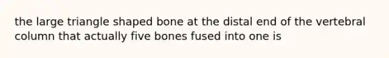 the large triangle shaped bone at the distal end of the vertebral column that actually five bones fused into one is