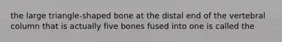 the large triangle-shaped bone at the distal end of the vertebral column that is actually five bones fused into one is called the