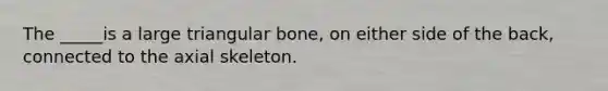 The _____is a large triangular bone, on either side of the back, connected to the axial skeleton.