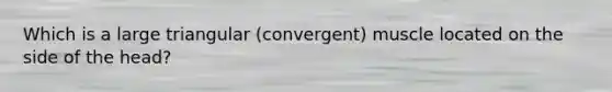 Which is a large triangular (convergent) muscle located on the side of the head?