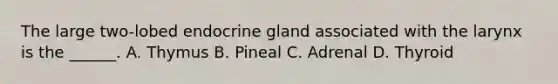 The large two-lobed endocrine gland associated with the larynx is the ______. A. Thymus B. Pineal C. Adrenal D. Thyroid