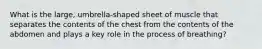 What is the large, umbrella-shaped sheet of muscle that separates the contents of the chest from the contents of the abdomen and plays a key role in the process of breathing?