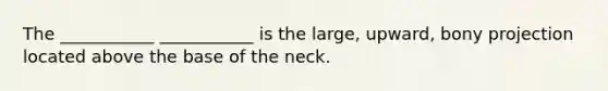 The ___________ ___________ is the large, upward, bony projection located above the base of the neck.