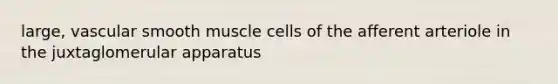 large, vascular smooth muscle cells of the afferent arteriole in the juxtaglomerular apparatus