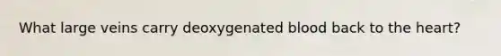 What large veins carry deoxygenated blood back to the heart?