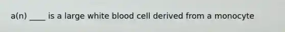 a(n) ____ is a large white blood cell derived from a monocyte