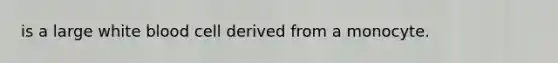 is a large white blood cell derived from a monocyte.