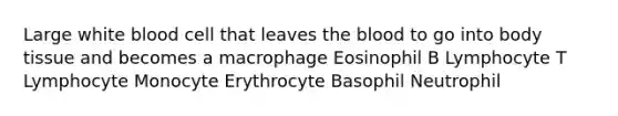 Large white blood cell that leaves the blood to go into body tissue and becomes a macrophage Eosinophil B Lymphocyte T Lymphocyte Monocyte Erythrocyte Basophil Neutrophil