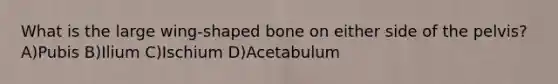 What is the large wing-shaped bone on either side of the pelvis? A)Pubis B)Ilium C)Ischium D)Acetabulum