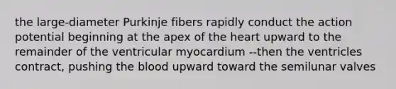 the large-diameter Purkinje fibers rapidly conduct the action potential beginning at the apex of the heart upward to the remainder of the ventricular myocardium --then the ventricles contract, pushing the blood upward toward the semilunar valves