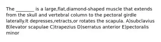 The ________ is a large,flat,diamond-shaped muscle that extends from the skull and vertebral column to the pectoral girdle laterally.It depresses,retracts,or rotates the scapula. A)subclavius B)levator scapulae C)trapezius D)serratus anterior E)pectoralis minor