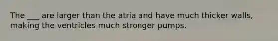 The ___ are larger than the atria and have much thicker walls, making the ventricles much stronger pumps.