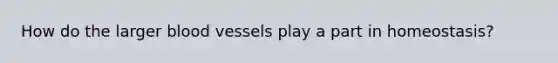 How do the larger blood vessels play a part in homeostasis?
