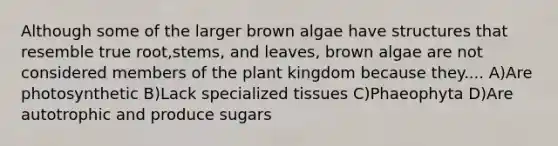 Although some of the larger brown algae have structures that resemble true root,stems, and leaves, brown algae are not considered members of the plant kingdom because they.... A)Are photosynthetic B)Lack specialized tissues C)Phaeophyta D)Are autotrophic and produce sugars