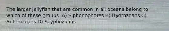 The larger jellyfish that are common in all oceans belong to which of these groups. A) Siphonophores B) Hydrozoans C) Anthrozoans D) Scyphozoans