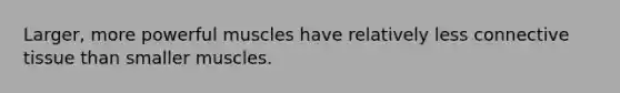 Larger, more powerful muscles have relatively less connective tissue than smaller muscles.