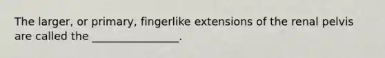 The larger, or primary, fingerlike extensions of the renal pelvis are called the ________________.