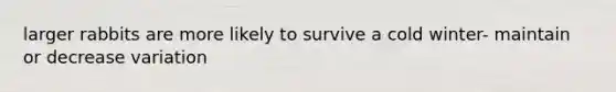 larger rabbits are more likely to survive a cold winter- maintain or decrease variation