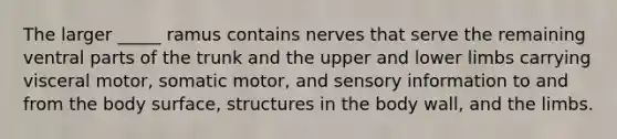 The larger _____ ramus contains nerves that serve the remaining ventral parts of the trunk and the upper and lower limbs carrying visceral motor, somatic motor, and sensory information to and from the body surface, structures in the body wall, and the limbs.