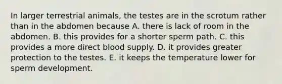 In larger terrestrial animals, the testes are in the scrotum rather than in the abdomen because A. there is lack of room in the abdomen. B. this provides for a shorter sperm path. C. this provides a more direct blood supply. D. it provides greater protection to the testes. E. it keeps the temperature lower for sperm development.