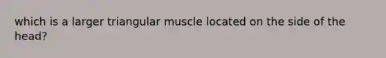 which is a larger triangular muscle located on the side of the head?