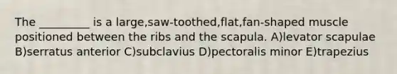 The _________ is a large,saw-toothed,flat,fan-shaped muscle positioned between the ribs and the scapula. A)levator scapulae B)serratus anterior C)subclavius D)pectoralis minor E)trapezius