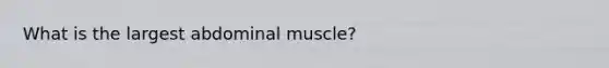 What is the largest abdominal muscle?