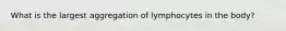 What is the largest aggregation of lymphocytes in the body?