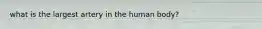 what is the largest artery in the human body?