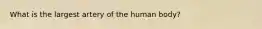 What is the largest artery of the human body?