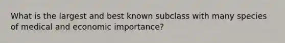 What is the largest and best known subclass with many species of medical and economic importance?