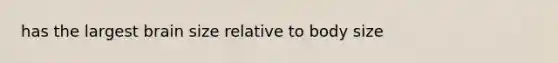 has the largest brain size relative to body size