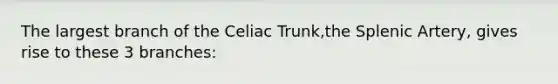 The largest branch of the Celiac Trunk,the Splenic Artery, gives rise to these 3 branches: