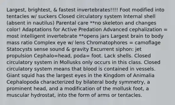 Largest, brightest, & fastest invertebrates!!!! Foot modified into tentacles w/ suckers Closed circulatory system Internal shell (absent in nautilus) Parental care **no skeleton and changes color! Adaptations for Active Predation Advanced cephalization = most intelligent invertebrate **opens jars Largest brain to body mass ratio Complex eye w/ lens Chromatophores = camoflage Statocysts sense sound & gravity Excurrent siphon: jet propulsion Cephalo=head, poda= foot. Lack shells. Closed circulatory system in Mollusks only occurs in this class. Closed circulatory system means that blood is contained in vessels. Giant squid has the largest eyes in the Kingdom of Animalia Cephalopoda characterized by bilateral body symmetry, a prominent head, and a modification of the mollusk foot, a muscular hydrostat, into the form of arms or tentacles.